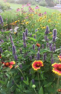 Native Plant Garden