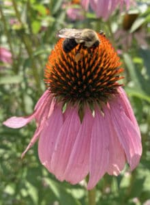 Cone Flower with bee