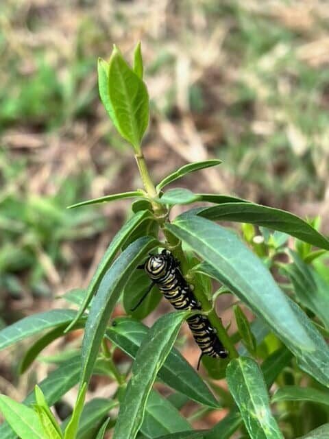 Monarch Caterpillar on Twig