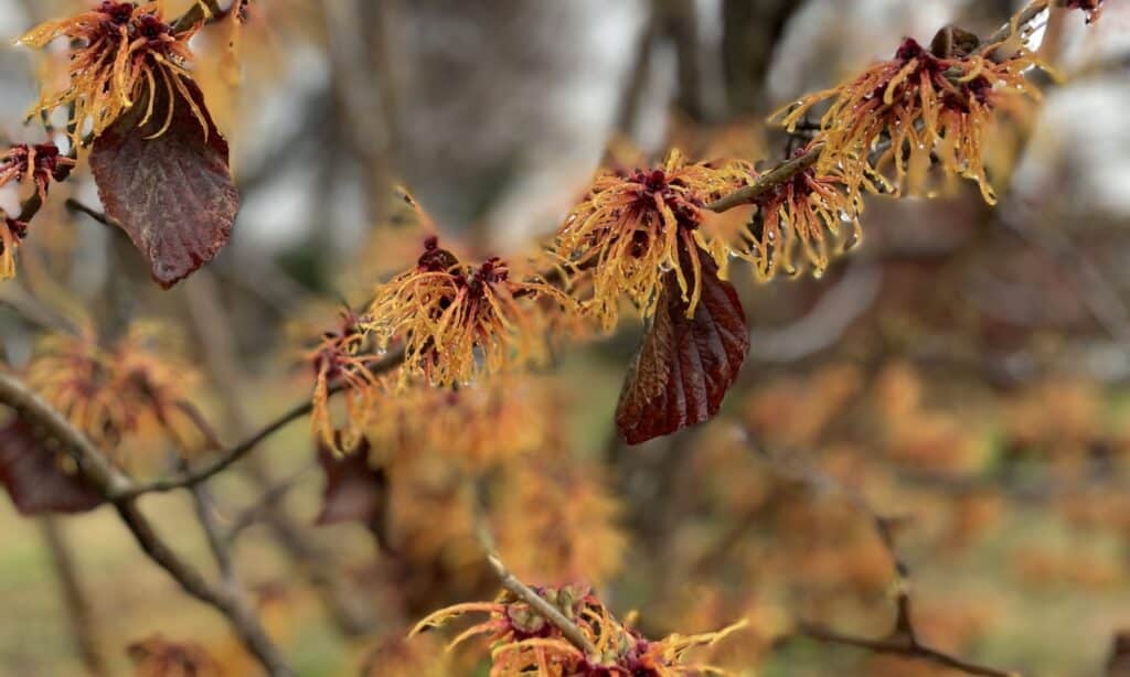 witchhazel