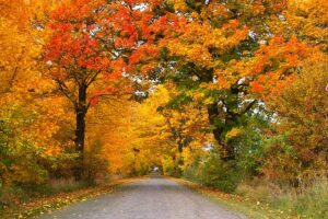 Trees in Fall Colors