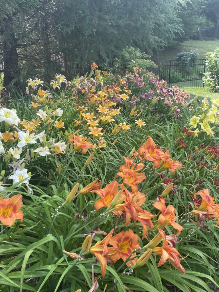 Gannaway_Mixed Daylily Bed