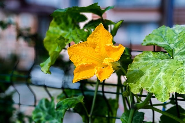 Squash Blossom