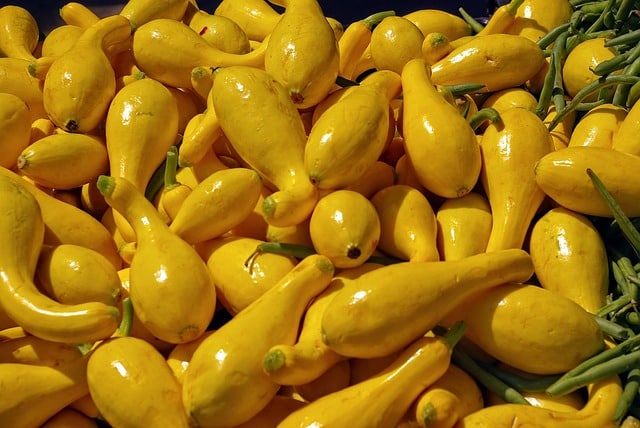 Yellow Squash