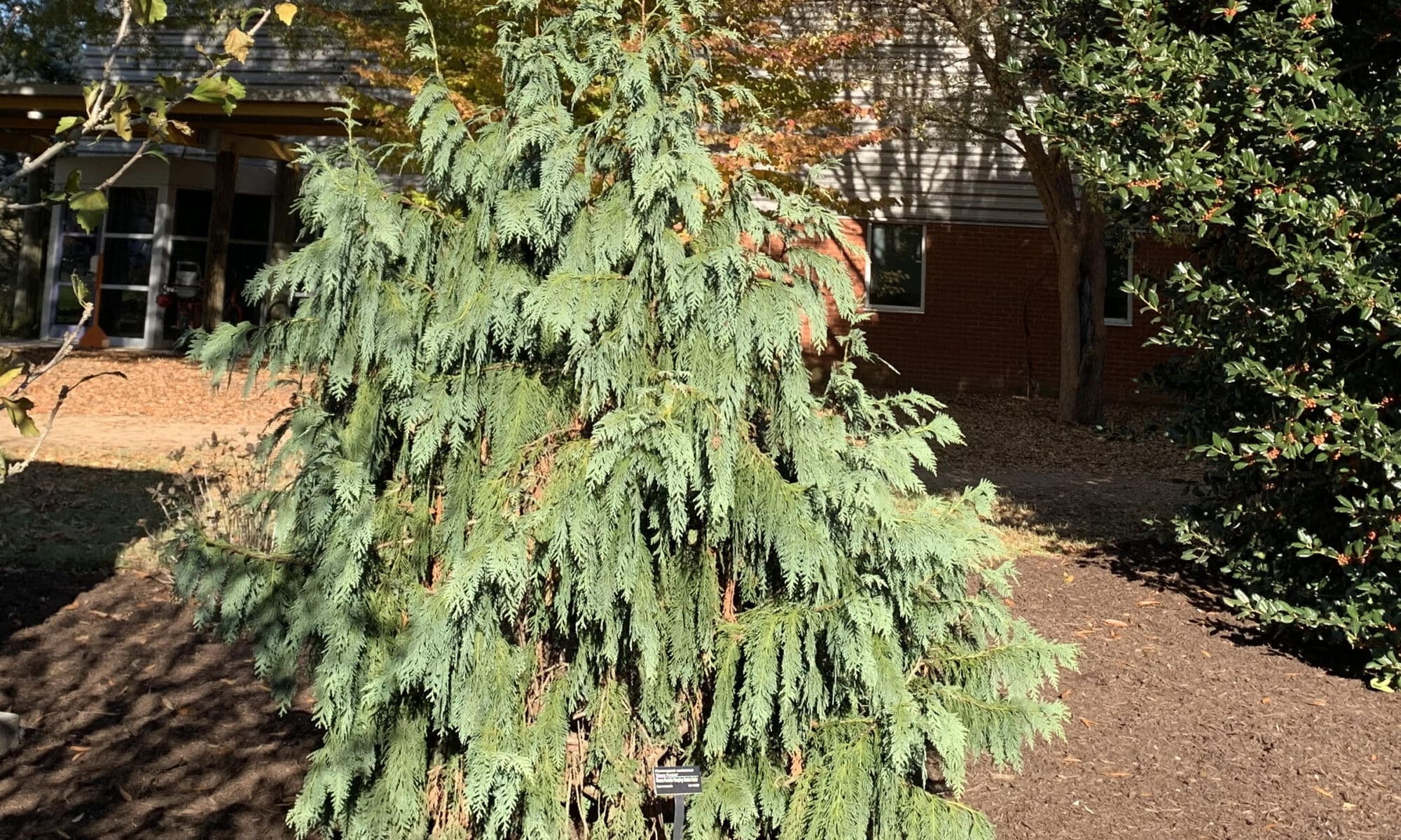 UT Plant of the month: The Weeping Blue Alaskan Cedar - Master