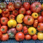 Heirloom Tomatoes
