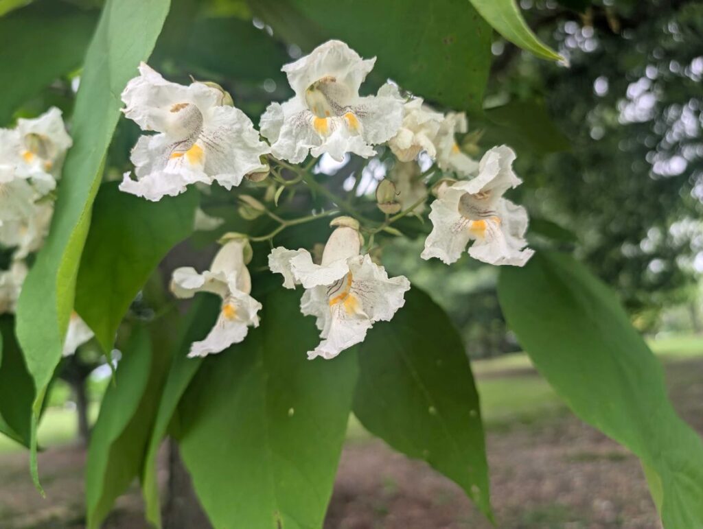 Catalpas in bloom