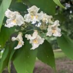 Catalpas in bloom