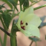 Okra Flower