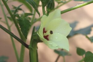 Okra Flower