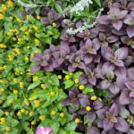 Spilanthes - Toothache Plant