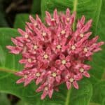 Milkweed flower