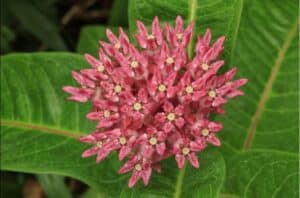 Milkweed flower
