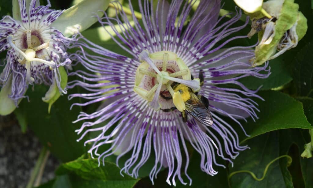 Passion Flower with a bee