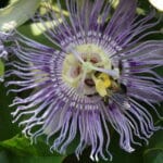 Passion Flower with a bee