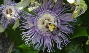 Passion Flower with a bee
