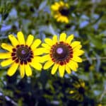 Coneflower