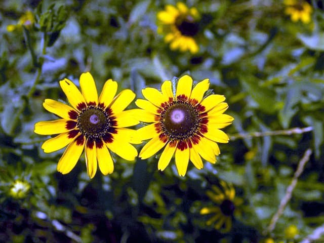 Coneflower