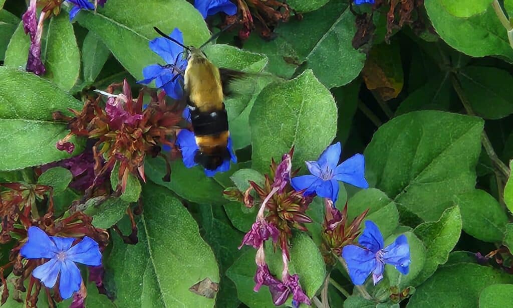 Hummingbird-Moth-on-Leadwort-perennial-plumbago