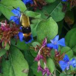Hummingbird-Moth-on-Leadwort-perennial-plumbago
