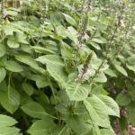 Holy Basil