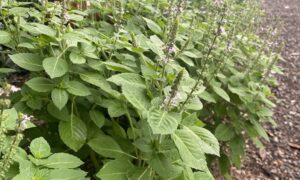 Holy Basil