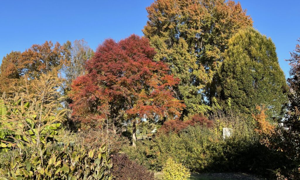 Tupelo Tree