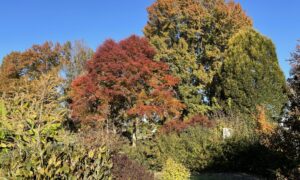 Tupelo Tree